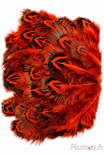 Goudfazant - 5-8 cm - munt-bloedsinaasappel